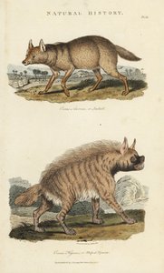 Schakal und Hyäne (Kupferstich)