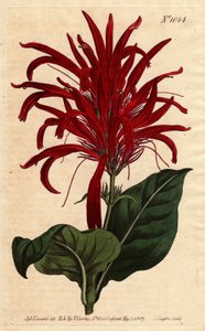 Justicia-Pflanze mit glänzenden Blättern und leuchtend purpurfarbenen Blüten, heimisch in Barbados (Kupferstich)