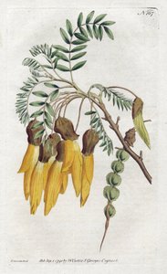 Kowhai, Varietät der Sophora aus Neuseeland - Lithographie von Sydenham Edwards (1768-1819), aus dem Botanical Magazine von William Curtis (1746-1799) von Sydenham Teast Edwards