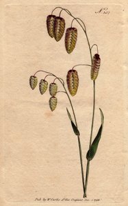 Große Zittergras, Gras mit goldenen Samen, die auf dem Stängel hängen. Herkunft Spanien und Italien. Große Zittergras mit goldenen Samen, die am Stängel hängen. Einheimisch in Spanien und Italien. Briza Maxima. Handkolorierter Kupferstich nach einer botani