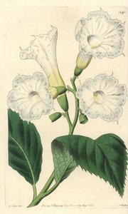 Großblütige Cordia von Sydenham Teast Edwards