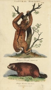 Fauler Dreizehenfaultier und Murmeltier