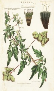 Ballonpflanze oder glattes Herzsamen, Cardiospermum halicacabum, dichtblättriges Gabelmoos, Dicranum osmundioides, und braunes Gabelmoos, Dicranum fuscescens von Sydenham Teast Edwards