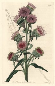 Liatris