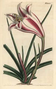 Kap-Küsten-Lilie, Crinum ornatum (Amaryllis ornata) von Sydenham Teast Edwards