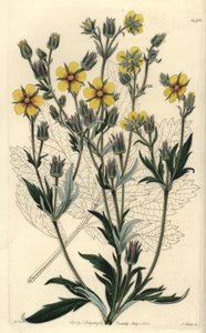 Langblättrige Fingerkraut, Potentilla longifolia