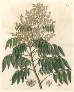 Longanier, ursprünglich aus China - S. Watts starkes Wasser nach einer Illustration von Sarah Anne Drake (1803-1857), aus dem Botanical Register