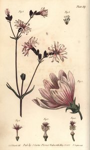 Malve, Malva sylvestris von Sydenham Teast Edwards