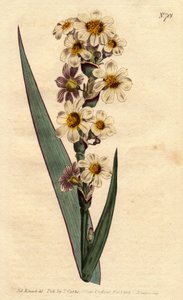 Marica striata von Sydenham Teast Edwards