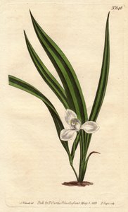Marsh Marica, Marica paludosa
