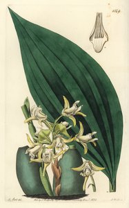 Maxillaria palmifolia Orchidee von Sydenham Teast Edwards