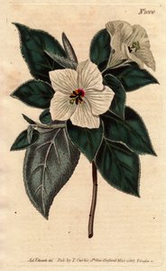 Melhania Saint Helena mit weißen Blüten. St. Helena Rotes Holz mit weißen Blüten. Melhania erythroxylon. Handkolorierter Kupferstich nach einer botanischen Illustration von Sydenham Edwards aus William Curtis