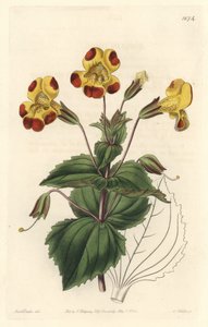 Mimule, Spitzname Affenblume oder Moschusblume, Hybridsorte