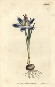 Berg-Krokus, Crocus serotinus