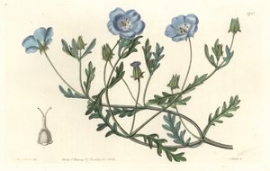 Namophile maculee, ursprünglich aus Kalifornien, aus dem Botanischen Register