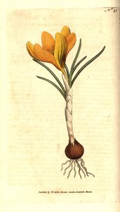 Frühlingskrokus, Crocus vernus