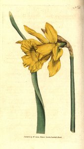 Spanische Narzisse, Narcissus hispanicus