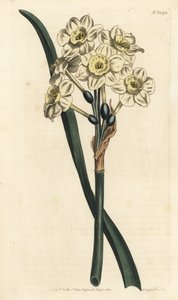 Narzisse ein Strauß - Büschelblütige Narzisse, Narcissus tazetta (Blassbecherige weiße Gartennarzisse; Narcissus orientalis) - Handkolorierte Kupferstichgravur von F. Sansom Jr. nach einer Illustration von Sydenham Edwards aus William Curtis