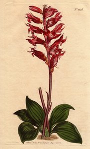 Neottie-Orchidee mit Frostblüte, rosa und purpurfarben, heimisch in Jamaika (Kupferstich)