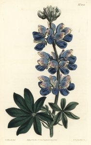 Nootka-Lupine, Lupinus nootkatensis