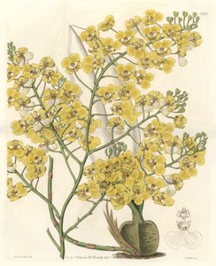 Orchidee (Oncidium ampliatum), mit gelben Blüten, heimisch in Neuseeland - Wasser forte von S. Watts nach einer Illustration von Sarah Anne Drake (1803-1857), aus dem Botanical Register von Sydenham Teast Edwards
