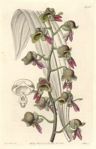 Orchidee Catasetum, zweifarbige Blüten, heimisch in Guyana von Sydenham Teast Edwards