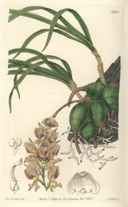 Orchidee Grobya, mit gelben und violetten Blüten, heimisch in Brasilien