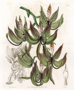 Orchidee: Varietät des Cycnoche