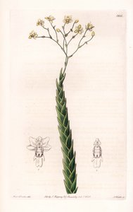 Orchidee: exotische Varietät der Lockhartia