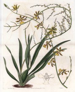 Orchidee: Oncidium Varietät, Westindische Epiphyte