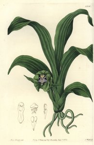 Orchideen-Varietät (Stich von S. Watts, Illustration von Sarah Drake)