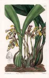 Orchidee: Varietät der Maxillaria, heimisch in Südamerika - Platte graviert von S. Watts, basierend auf einer Illustration von Sarah Anne Drake (1803-1857), aus dem Botanical Register von Sydenham Edwards (1768-1819), England