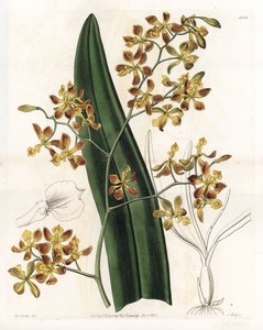 Orchidee: Varietät des Epidendrum - Tafel graviert von S. Watts, nach einer Illustration von Sarah Anne Drake (1803-1857), aus dem Botanical Register von Sydenham Edwards (1768-1819), England