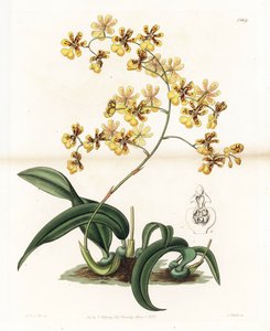 Orchidee: Varietät des epiphytischen Oncidium aus Brasilien - Tafel graviert von S. Watts, nach einer Illustration von Sarah Anne Drake (1803-1857), aus dem Botanical Register von Sydenham Edwards (1768-1819), England