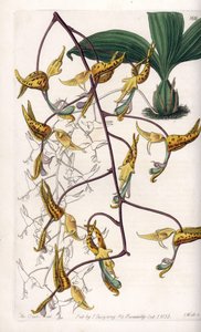 Gongora-Orchidee