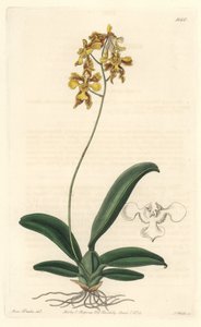 Gelbe Oncidium-Orchidee, heimisch in Brasilien - Starkes Wasser von S. Watts nach einer Illustration von Sarah Anne Drake (1803-1857), aus dem Botanical Register