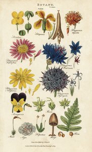Blumenordnungen: Siliculosa, Seliquosa, Polygamia, Monogamia, Filicus, Fungi
