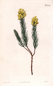 Ovalspitzige Aspalathus