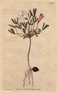 Gestreifter Sauerklee mit rosa-weiß gestreiften Blüten, heimisch in Afrika, Oxalis versicolor von Sydenham Teast Edwards