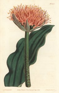 Pinsel-Lilie, Scadoxus puniceus (Wellenblättrige Blutblume, Haemanthus puniceus). Handkolorierte Kupferstichgravur von F. Sansom Jr. nach einer Illustration von Sydenham Edwards aus William Curtis