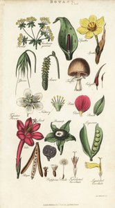 Teile von Blumen einschließlich Blütenblatt, Nektarium, Spelze, Samen, Spatha, Braktee, Hülsenfrucht, etc.