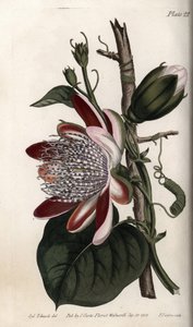 Passionsblume, Knospe und Blüte (Kupferstich) von Sydenham Teast Edwards