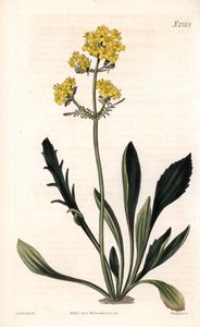Patrinia sibirica (Altaische Baldrian, Valeriana ruthenica). Handkolorierte Kupferstichgravur von Weddell nach einer Illustration von Sydenham Edwards aus Samuel Curtis