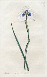 Pfauen-Iris - Lithographie von Sydenham Edwards (1768-1819), Tafel aus William Curtis