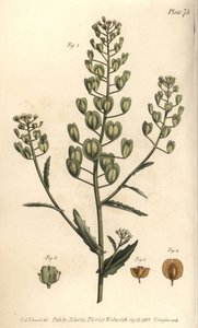 Heller Ackerschotenkresse, Thlaspi arvense