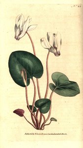 Persisches Alpenveilchen (Stich von James Sowerby, Illustration von Sydenham Edwards)
