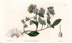 Phacelia, endemisch in Kalifornien - Graviert von S. Watts, nach einer Illustration von Sarah Anne Drake (1803-1857), aus dem Botanischen Register von Sydenham Edwards (1768-1819), England