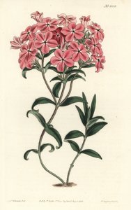 Frasers behaarte Phlox, Phlox amoena