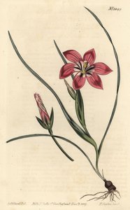 Rosa Froetang, Romulea flava (Blush Trichonema, Trichonema pudicum). Handkolorierter Kupferstich von F. Sansom Jr. nach einer Illustration von Sydenham Edwards aus William Curtis