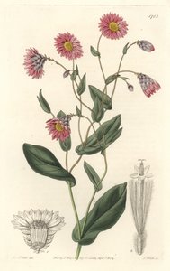 Rosa Rhodanthe, aus Australien, aus dem Botanischen Register von Sydenham Teast Edwards